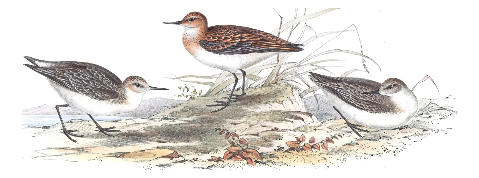 Plate 332 of Gould's The Birds of Europe: Little Stint (Calidris minuta)