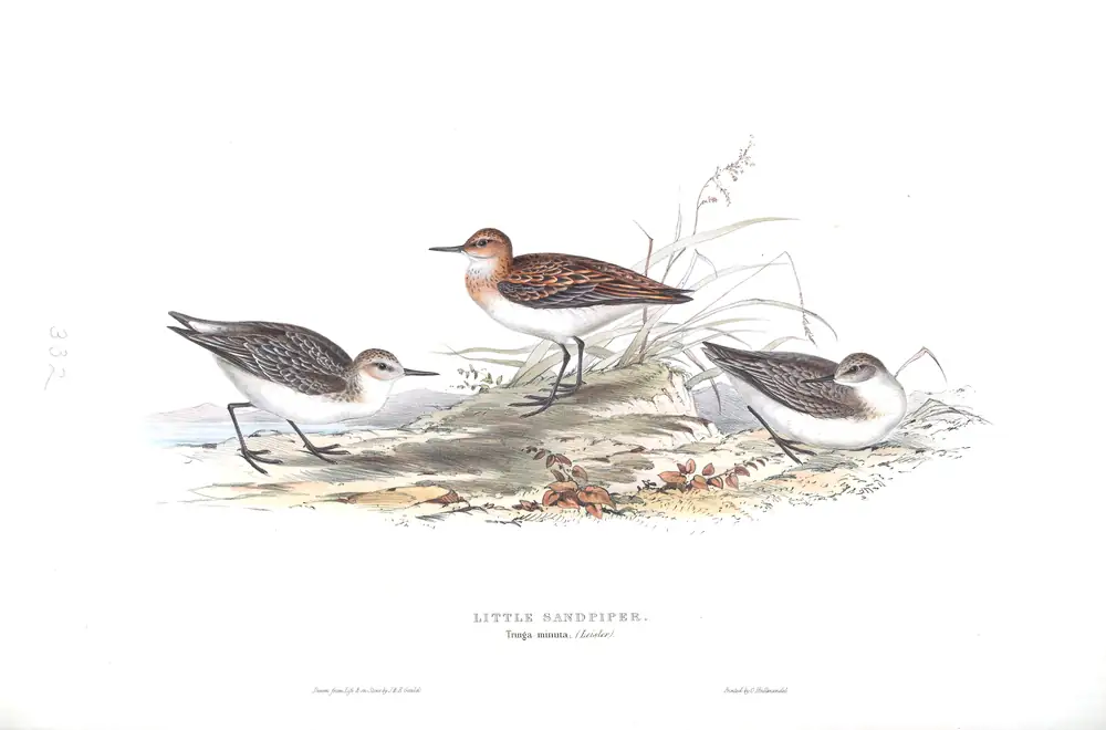 The whole sheet of plate 332, with its engraved caption