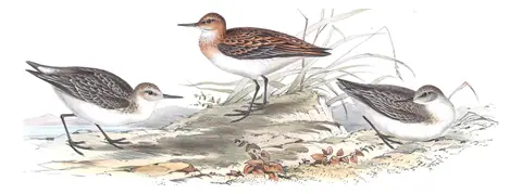 Plate 332 of Gould's The Birds of Europe: Little Stint (Calidris minuta)