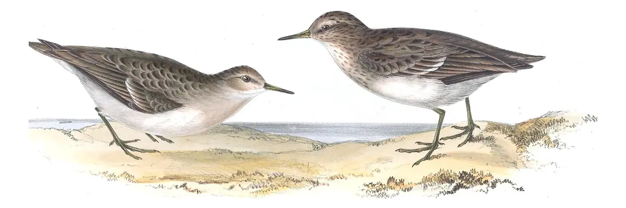 Plate 333 of Gould's The Birds of Europe: Temminck's Stint (Calidris temminckii)