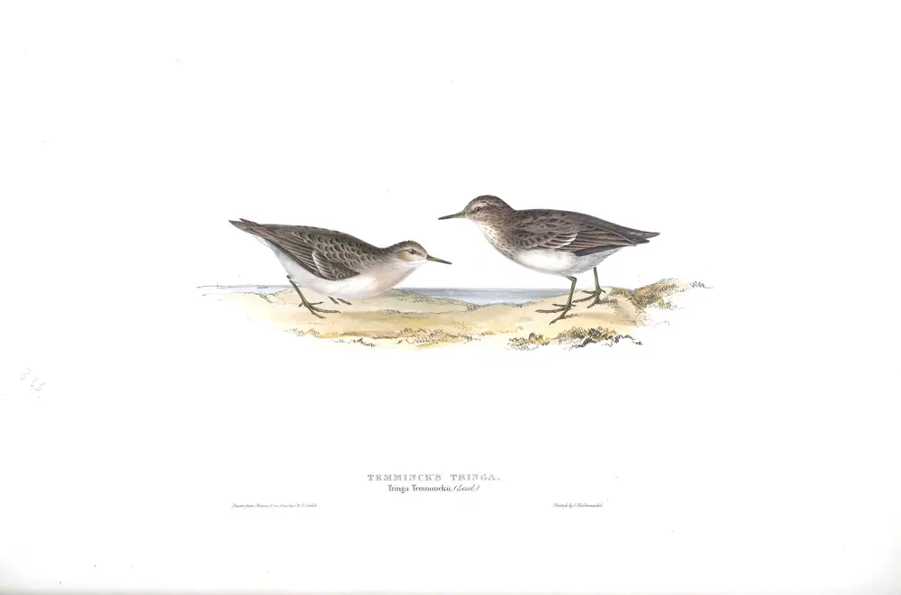 The whole sheet of plate 333, with its engraved caption