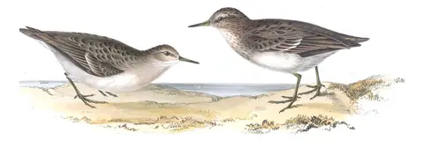 Plate 333 of Gould's The Birds of Europe: Temminck's Stint (Calidris temminckii)