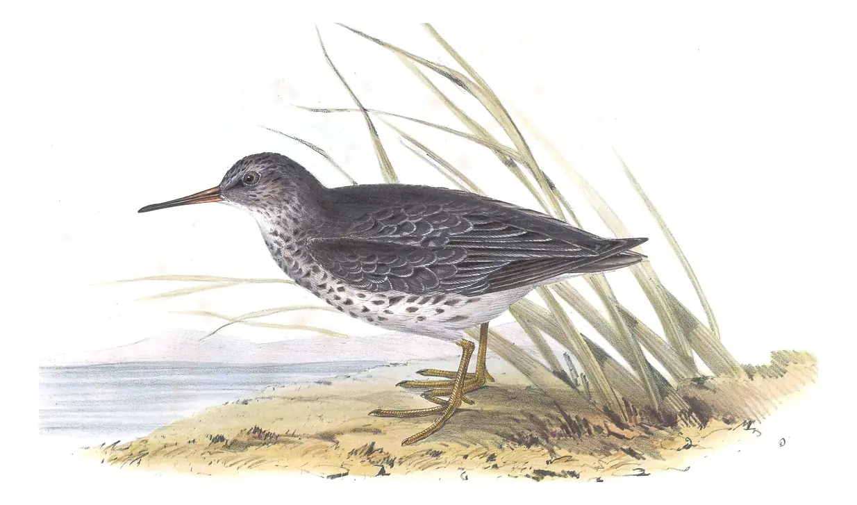 Plate 334 of Gould's The Birds of Europe: Purple Sandpiper (Calidris maritima)