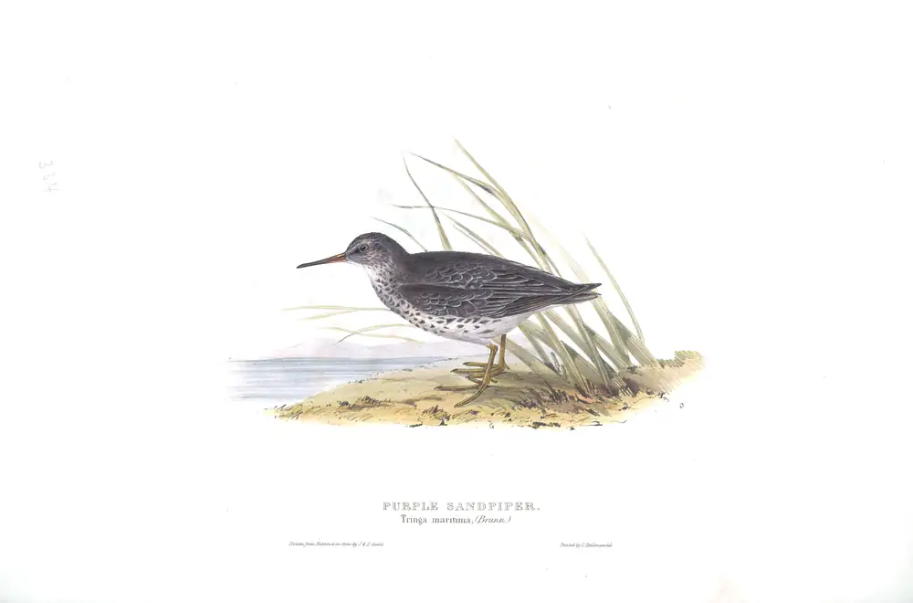 The whole sheet of plate 334, with its engraved caption