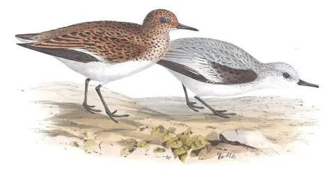 Plate 335 of Gould's The Birds of Europe: Sanderling (Calidris alba)