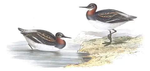 Plate 336 of Gould's The Birds of Europe: Red-necked Phalarope (Phalaropus lobatus)