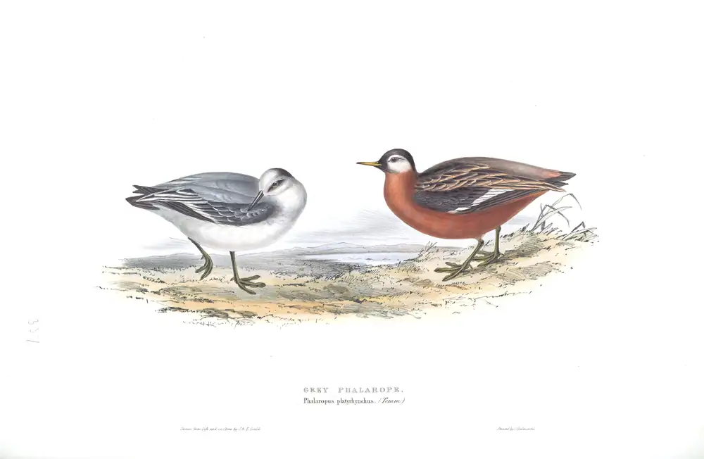 The whole sheet of plate 337, with its engraved caption