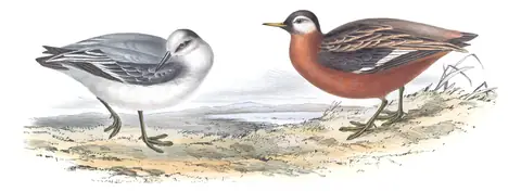 Plate 337 of Gould's The Birds of Europe: Red Phalarope (Phalaropus fulicarius)