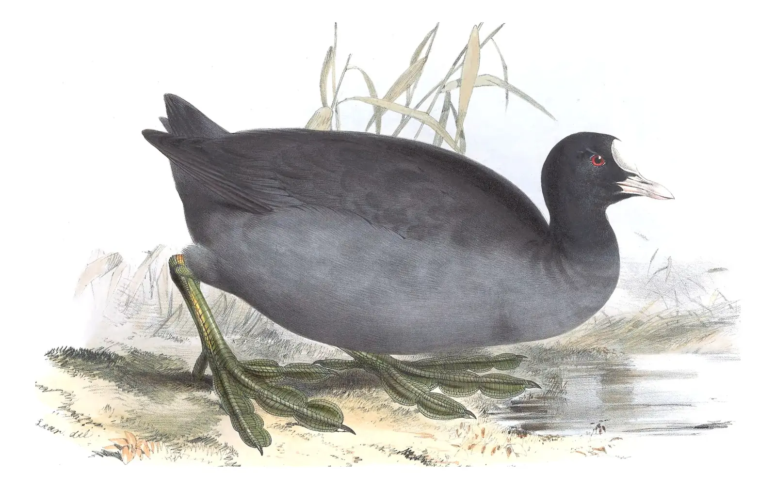 Plate 338 of Gould's The Birds of Europe: Eurasian Coot (Fulica atra)