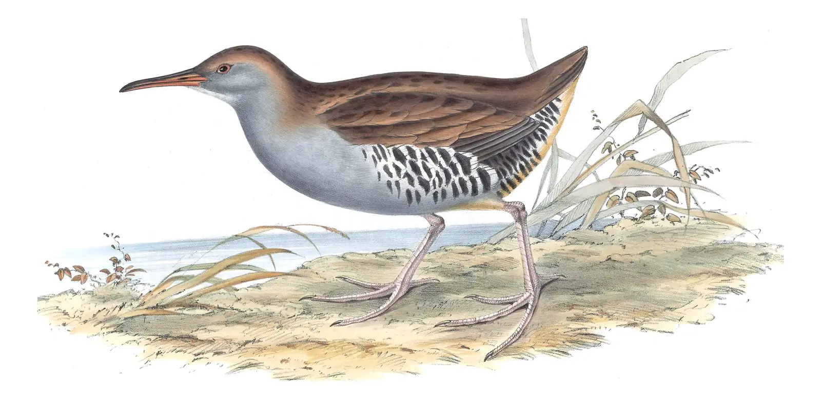 Plate 339 of Gould's The Birds of Europe: Water Rail (Rallus aquaticus)