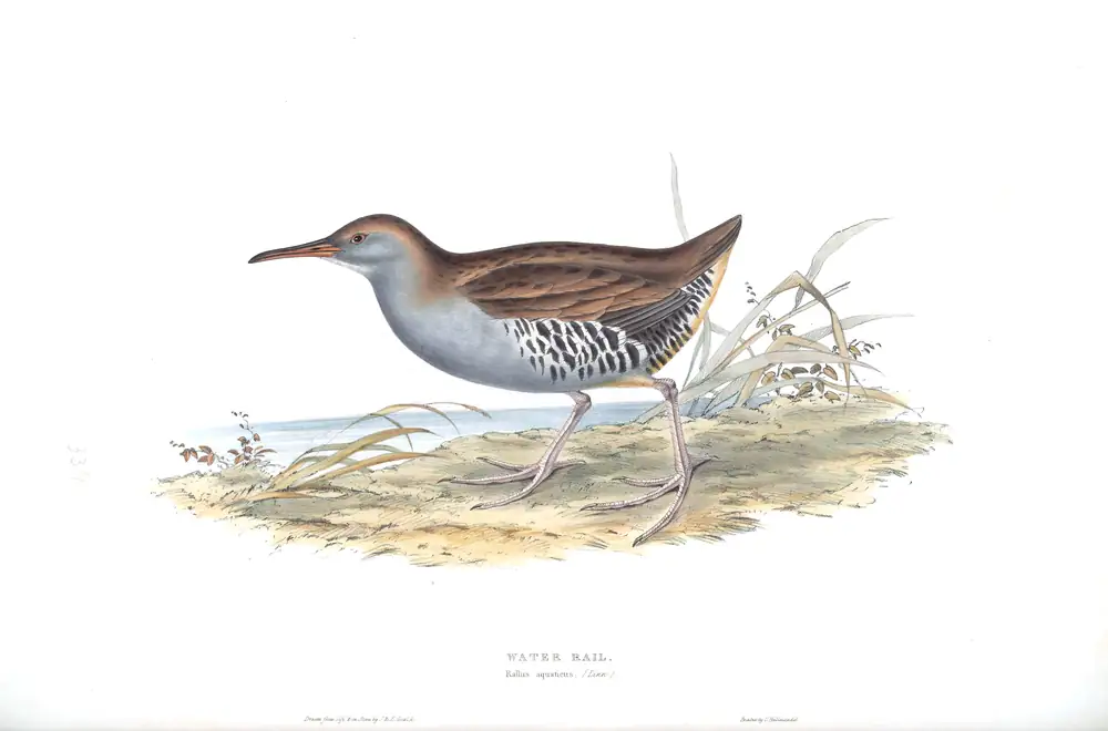 The whole sheet of plate 339, with its engraved caption