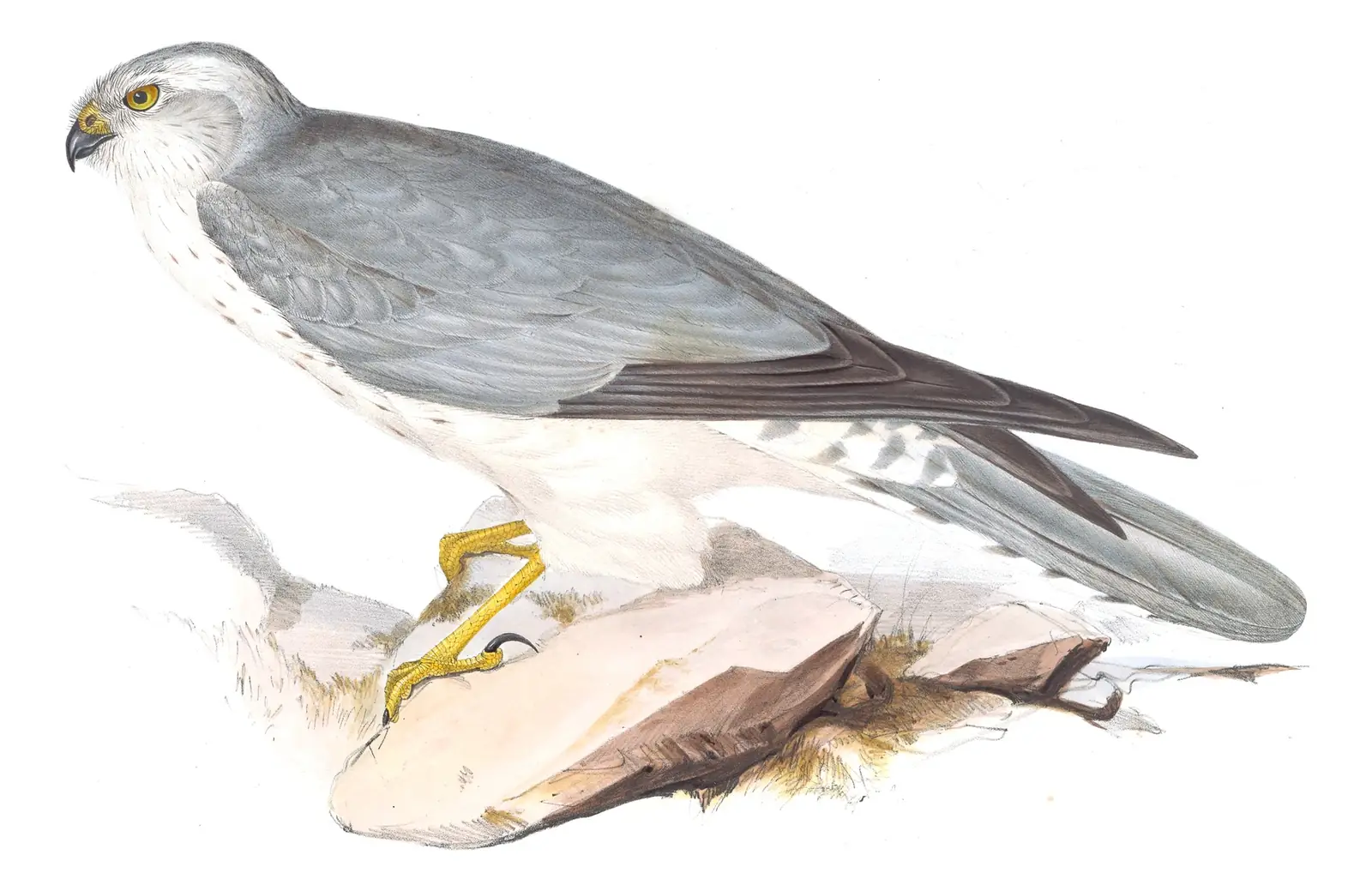 Plate 34 of Gould's The Birds of Europe: Pallid Harrier (Circus macrourus)