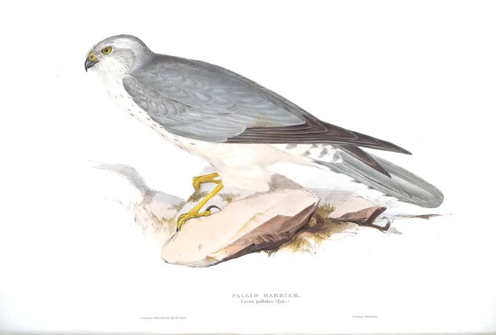 The whole sheet of plate 34, with its engraved caption