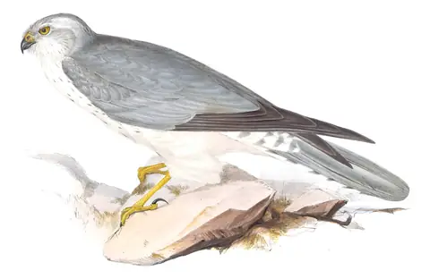 Plate 34 of Gould's The Birds of Europe: Pallid Harrier (Circus macrourus)