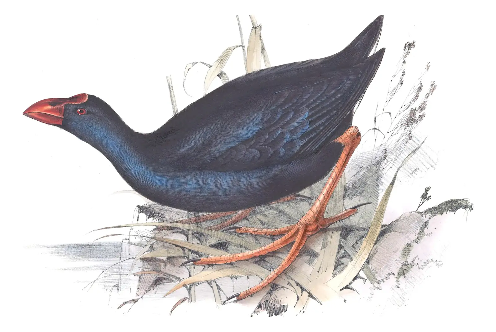 Plate 340 of Gould's The Birds of Europe: Western Swamphen (Porphyrio porphyrio)