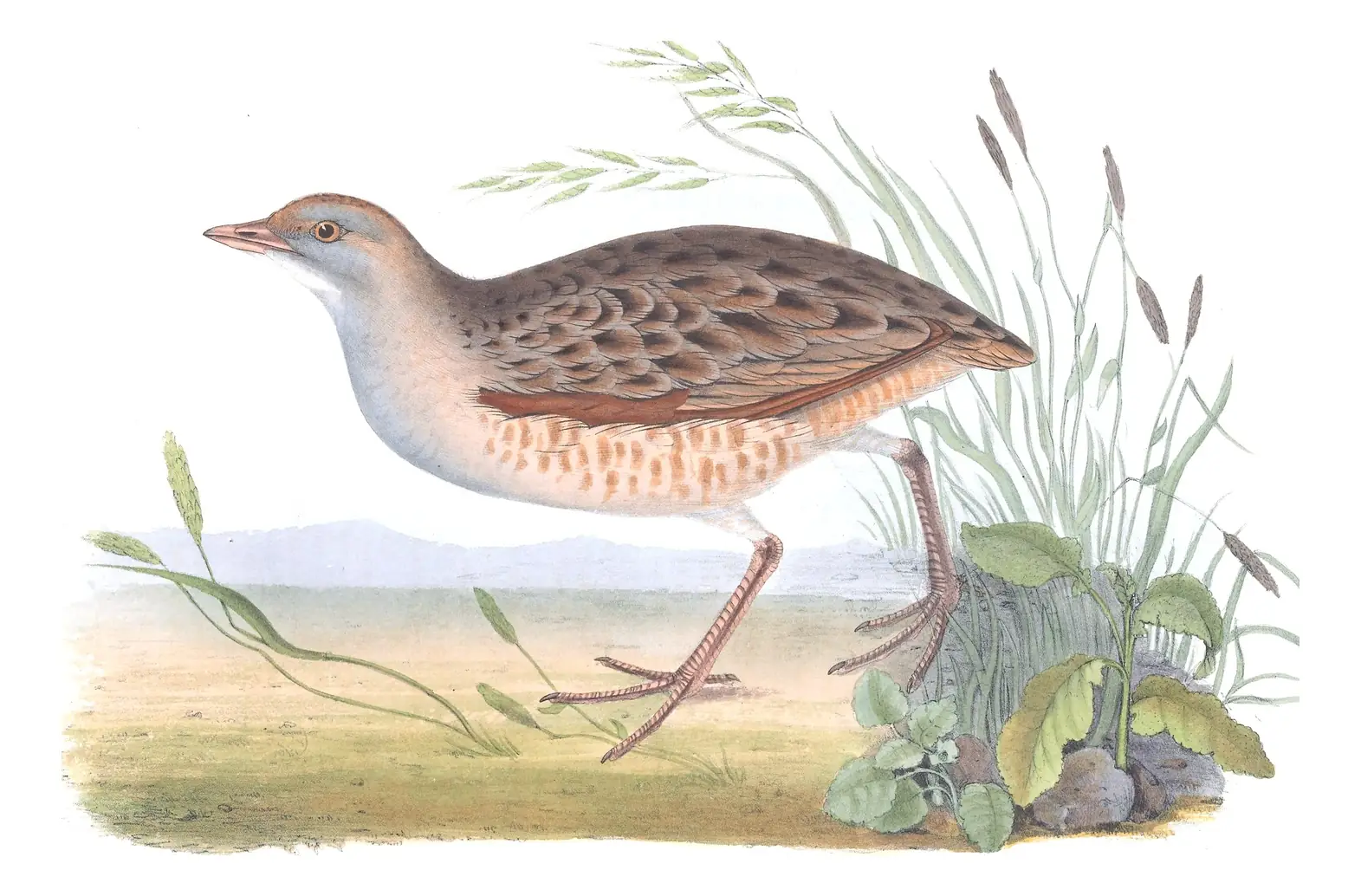 Plate 341 of Gould's The Birds of Europe: Corn Crake (Crex crex)