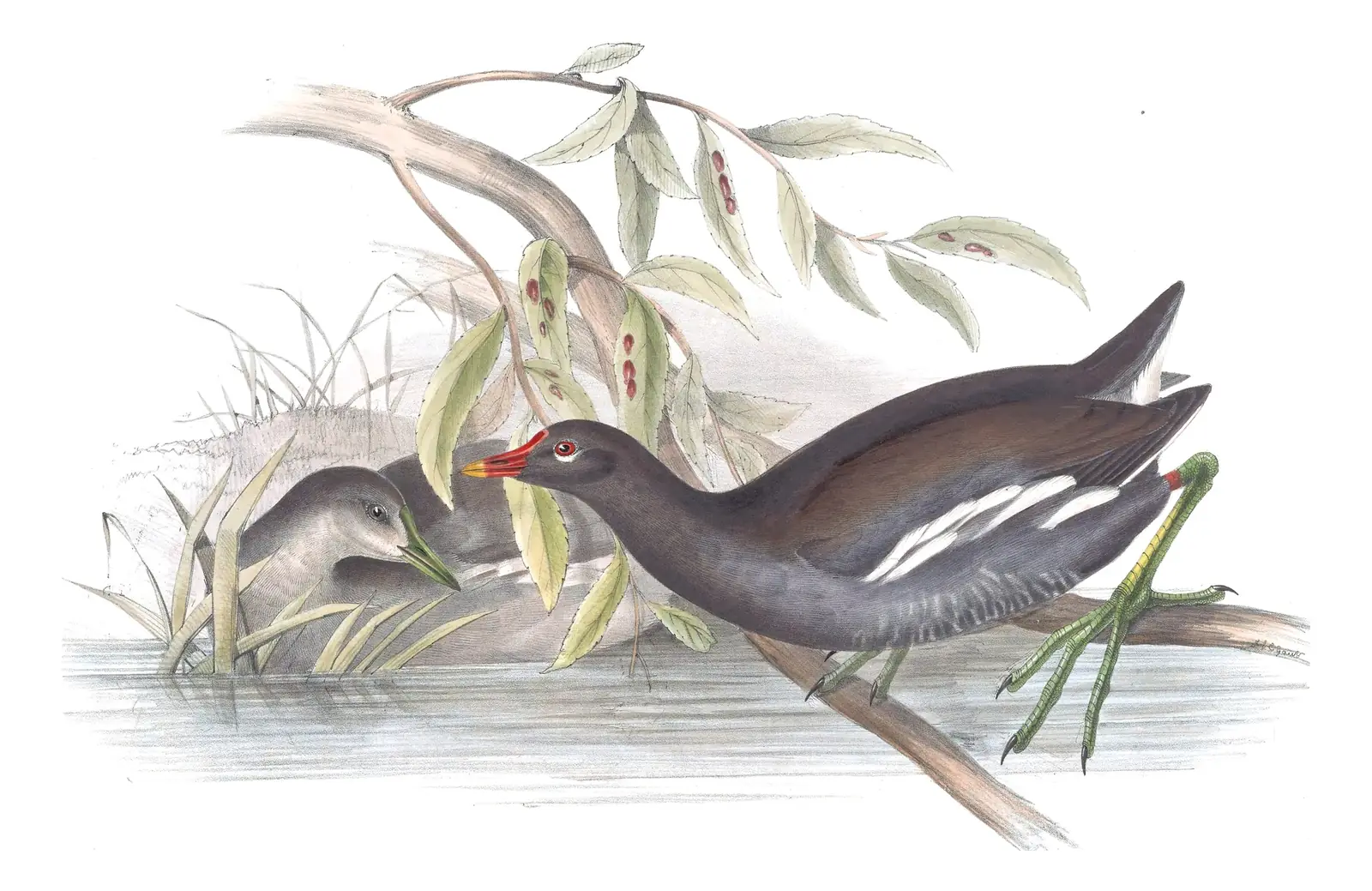 Plate 342 of Gould's The Birds of Europe: Eurasian Moorhen (Gallinula chloropus)