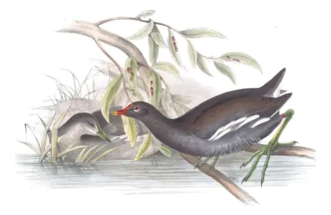 Plate 342 of Gould's The Birds of Europe: Eurasian Moorhen (Gallinula chloropus)