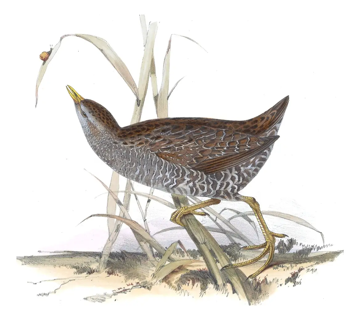 Plate 343 of Gould's The Birds of Europe: Spotted Crake (Porzana porzana)