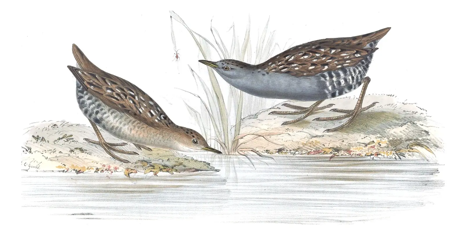 Plate 344 of Gould's The Birds of Europe: Baillon's Crake (Zapornia pusilla)
