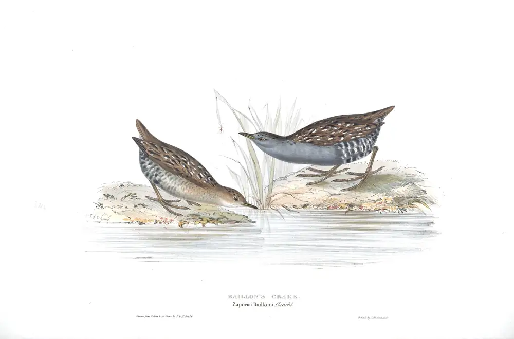 The whole sheet of plate 344, with its engraved caption