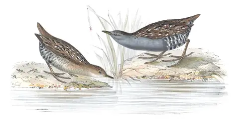 Plate 344 of Gould's The Birds of Europe: Baillon's Crake (Zapornia pusilla)