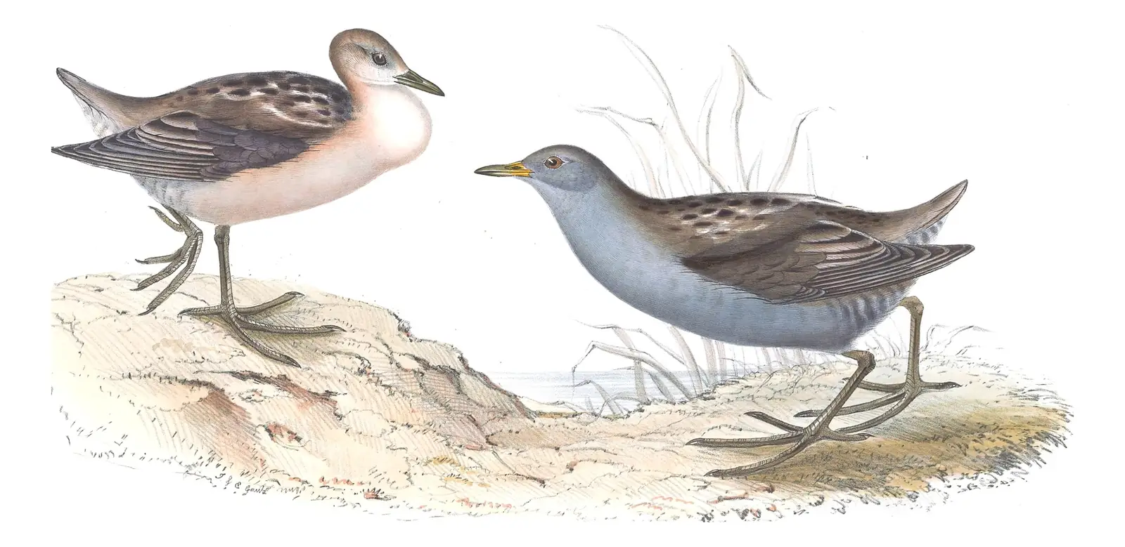 Plate 345 of Gould's The Birds of Europe: Little Crake (Zapornia parva)