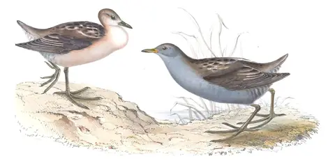 Plate 345 of Gould's The Birds of Europe: Little Crake (Zapornia parva)