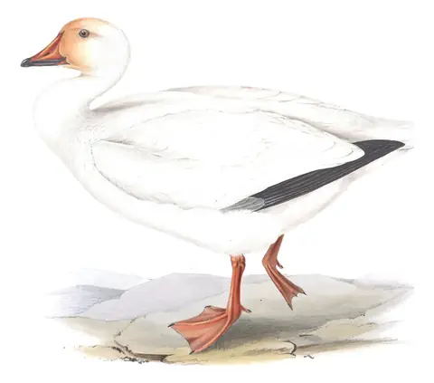 Plate 346 of Gould's The Birds of Europe: Snow Goose (Anser caerulescens)
