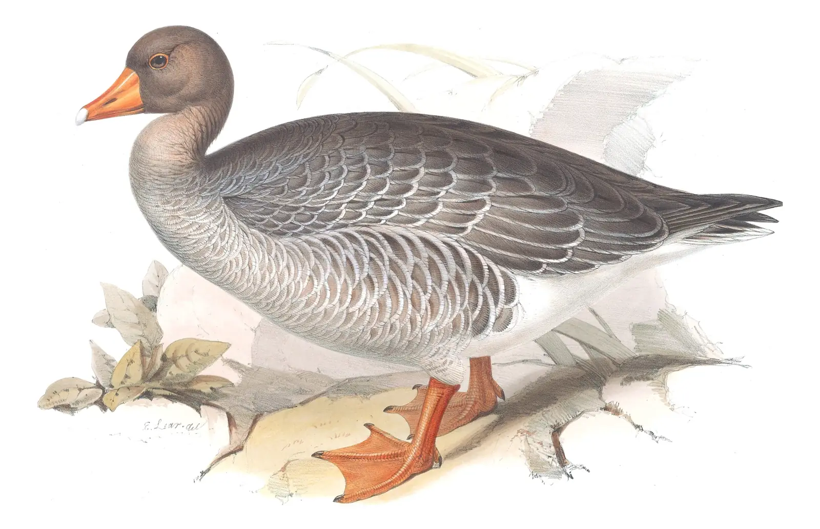 Plate 347 of Gould's The Birds of Europe: Graylag Goose (Anser anser)