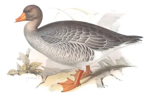 Plate 347 of Gould's The Birds of Europe: Graylag Goose (Anser anser)