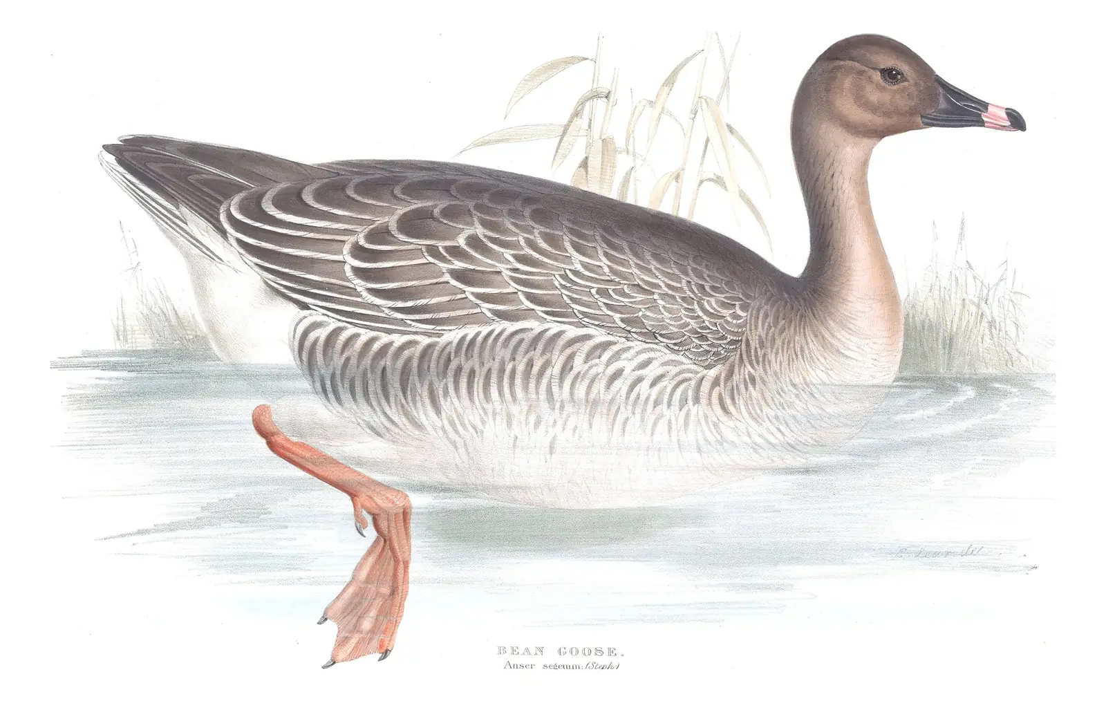 Plate 348 of Gould's The Birds of Europe: Tundra Bean-Goose (Anser serrirostris)