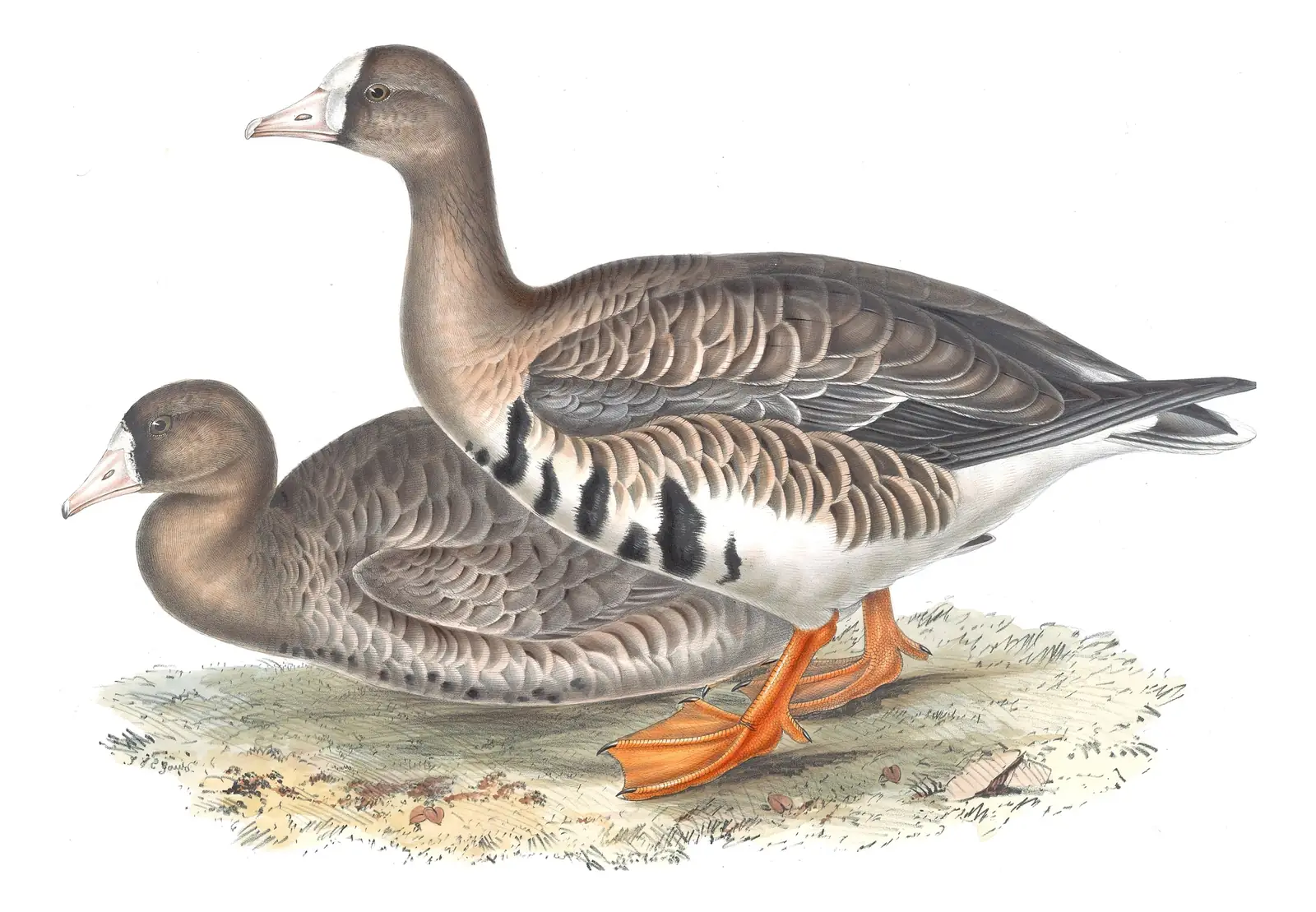 Plate 349 of Gould's The Birds of Europe: Greater White-fronted Goose (Anser albifrons)