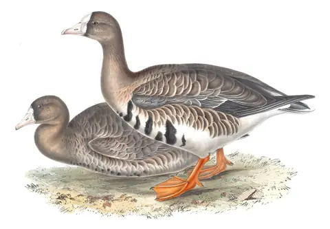 Plate 349 of Gould's The Birds of Europe: Greater White-fronted Goose (Anser albifrons)