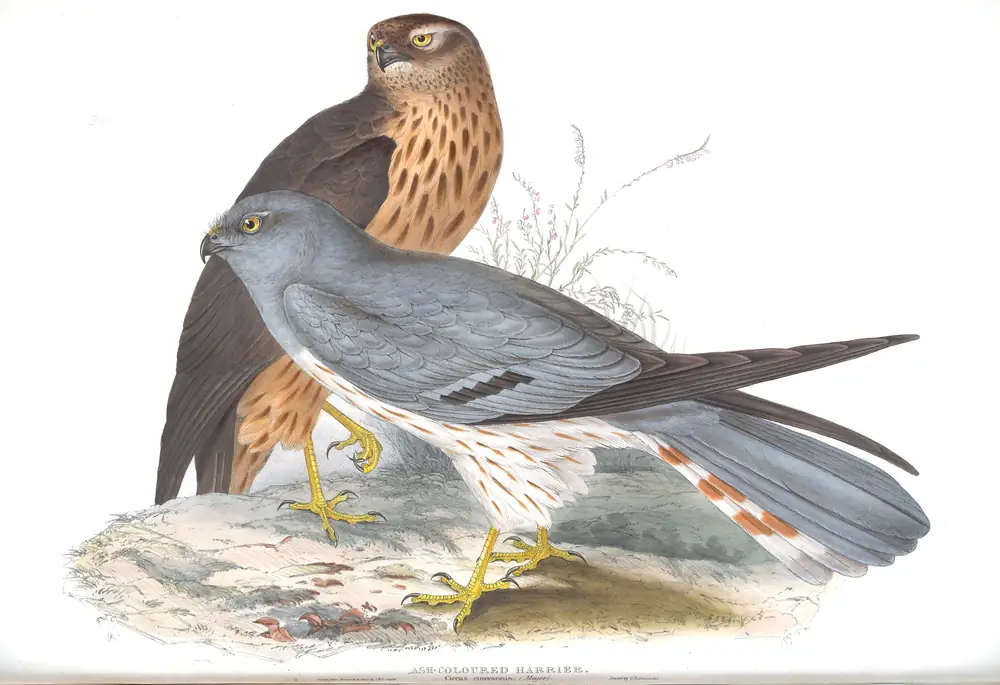 The whole sheet of plate 35, with its engraved caption