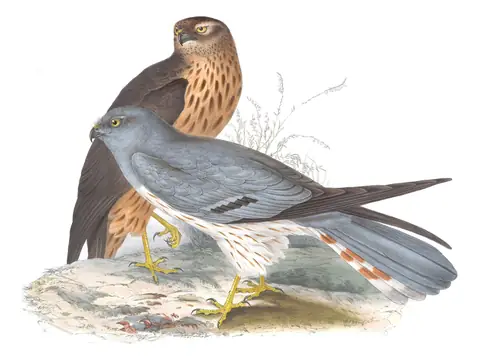 Plate 35 of Gould's The Birds of Europe: Montagu's Harrier (Circus pygargus)