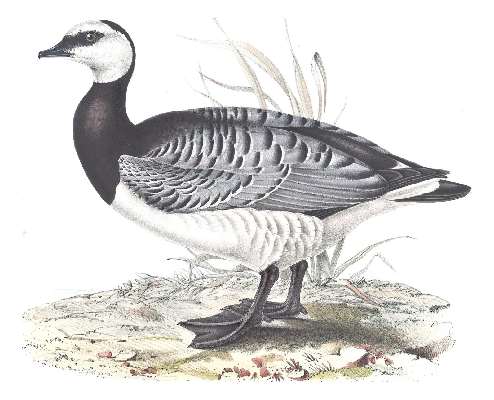 Plate 350 of Gould's The Birds of Europe: Barnacle Goose (Branta leucopsis)