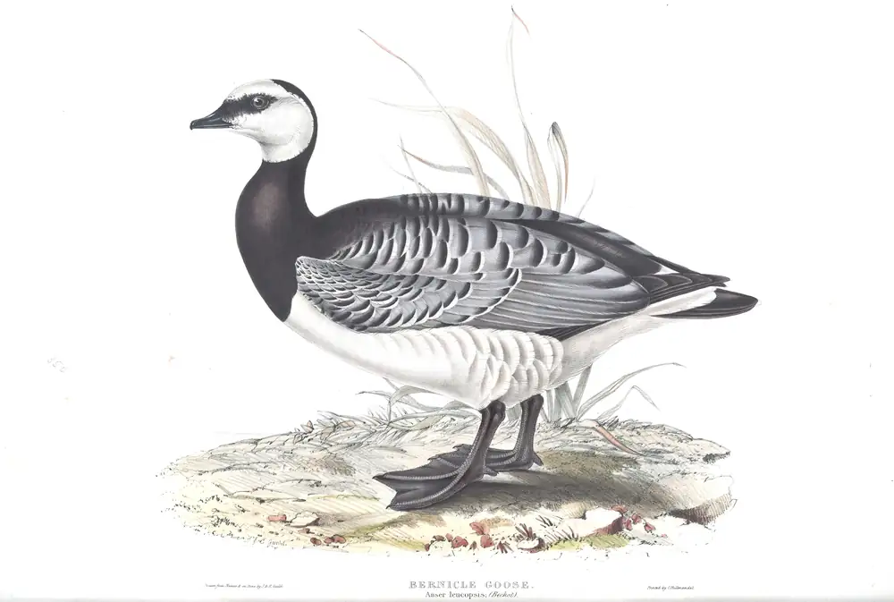 The whole sheet of plate 350, with its engraved caption
