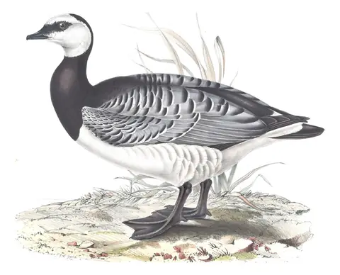 Plate 350 of Gould's The Birds of Europe: Barnacle Goose (Branta leucopsis)