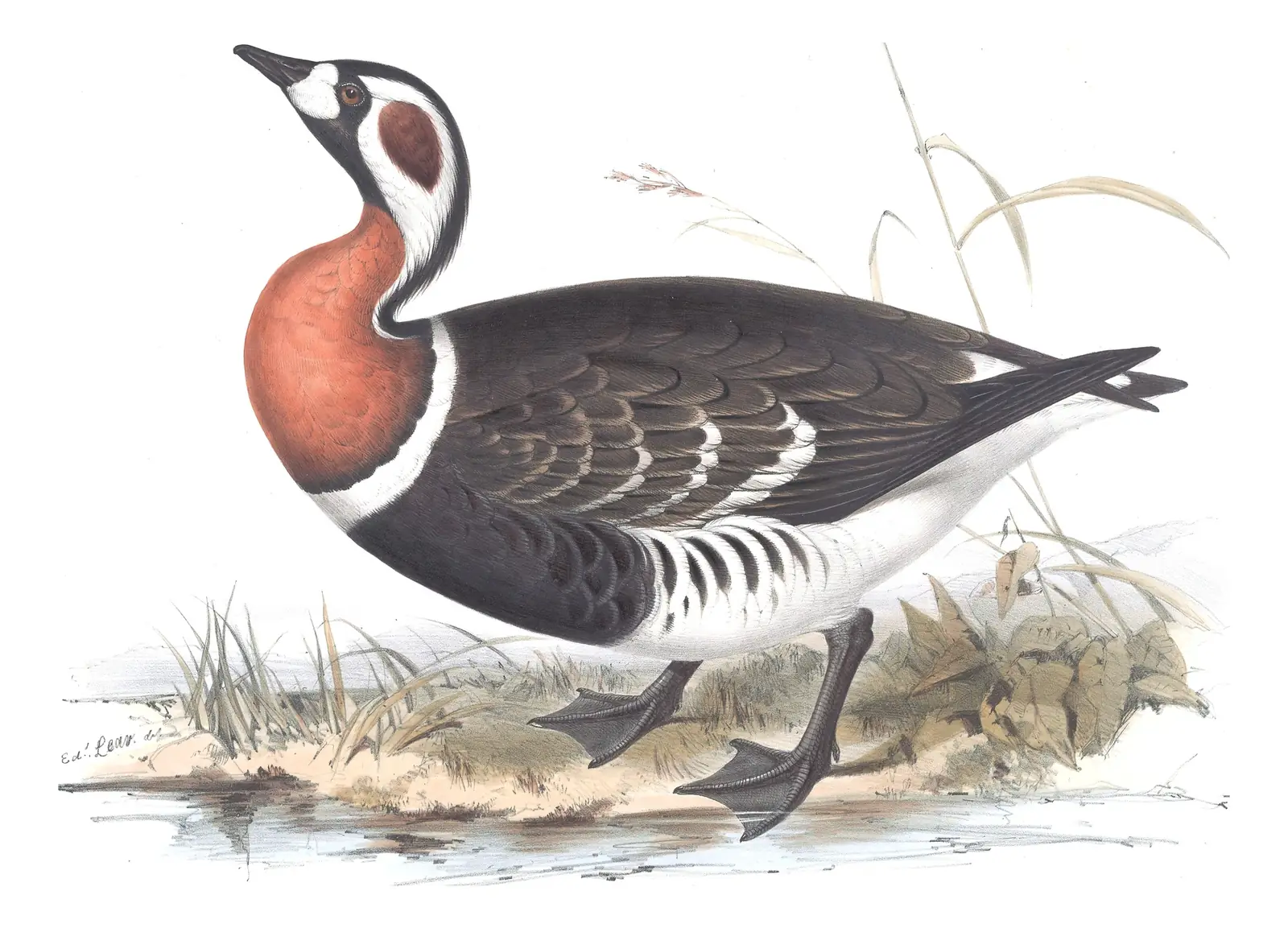 Plate 351 of Gould's The Birds of Europe: Red-breasted Goose (Branta ruficollis)