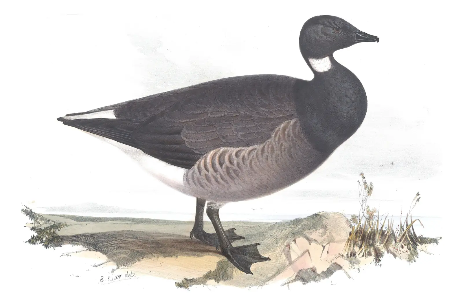 Plate 352 of Gould's The Birds of Europe: Brant (Branta bernicla)