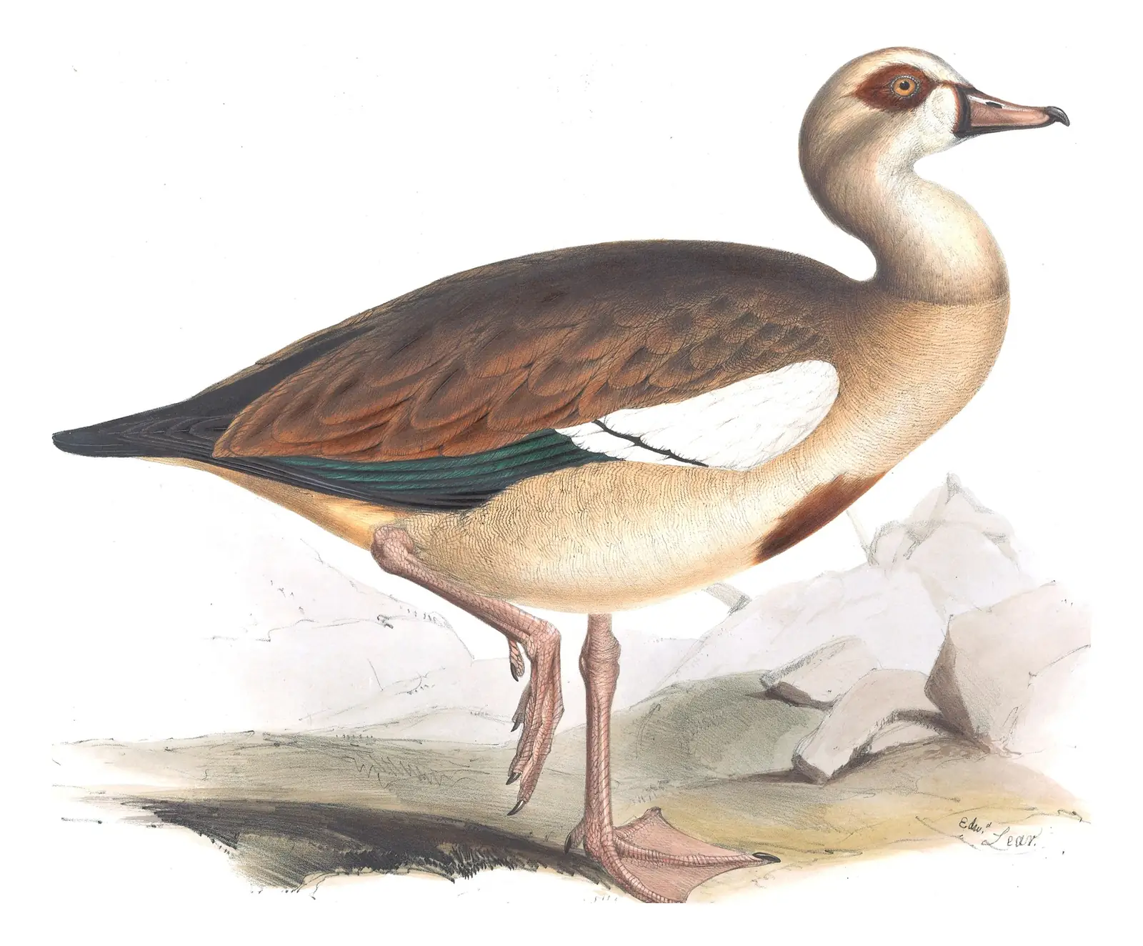 Plate 353 of Gould's The Birds of Europe: Egyptian Goose (Alopochen aegyptiaca)