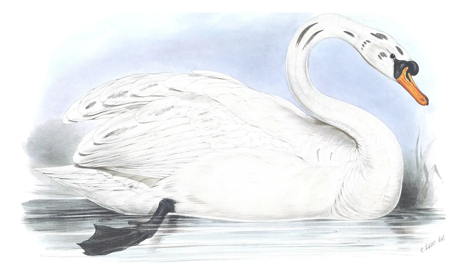 Plate 354 of Gould's The Birds of Europe: Mute Swan (Cygnus olor)
