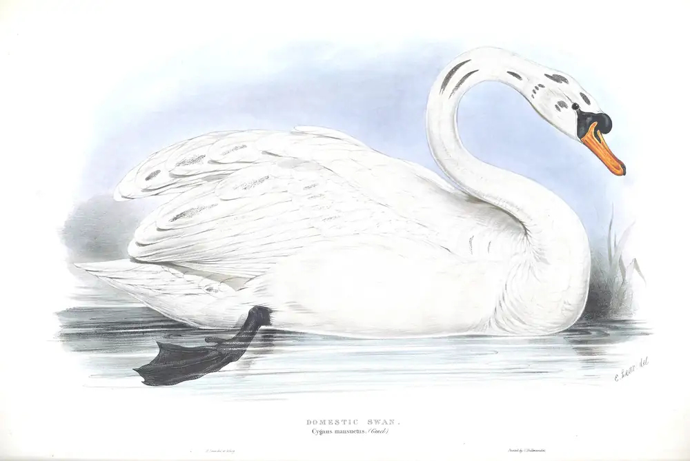 The whole sheet of plate 354, with its engraved caption