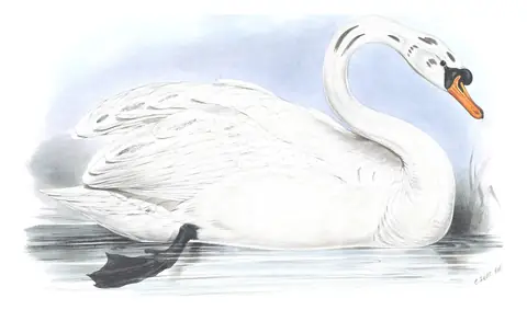 Plate 354 of Gould's The Birds of Europe: Mute Swan (Cygnus olor)