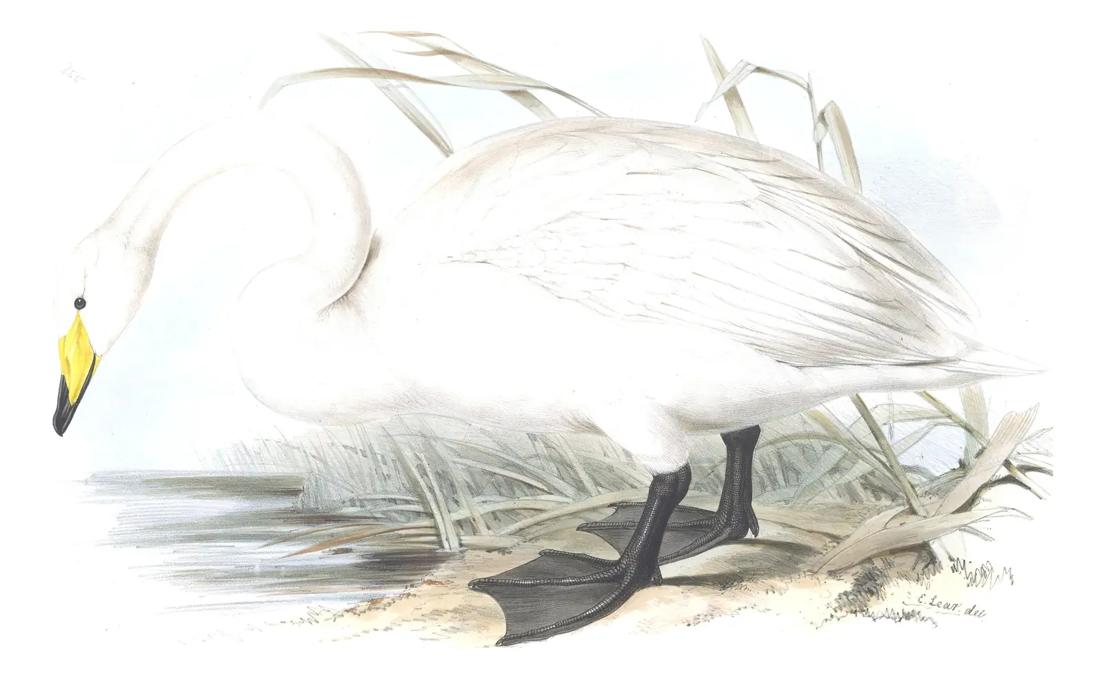 Plate 355 of Gould's The Birds of Europe: Whooper Swan (Cygnus cygnus)