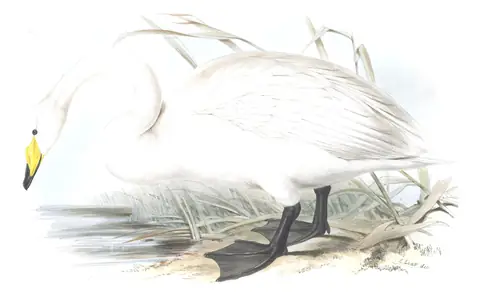 Plate 355 of Gould's The Birds of Europe: Whooper Swan (Cygnus cygnus)