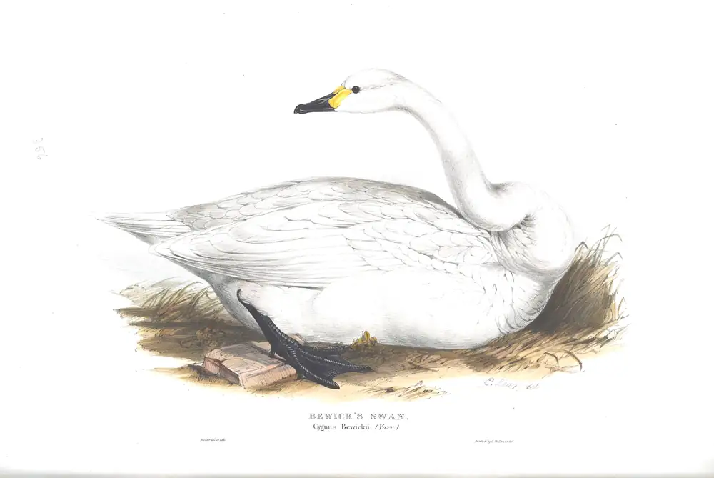 The whole sheet of plate 356, with its engraved caption