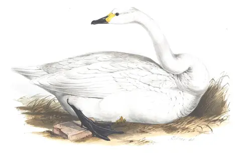 Plate 356 of Gould's The Birds of Europe: Tundra Swan (Cygnus columbianus)