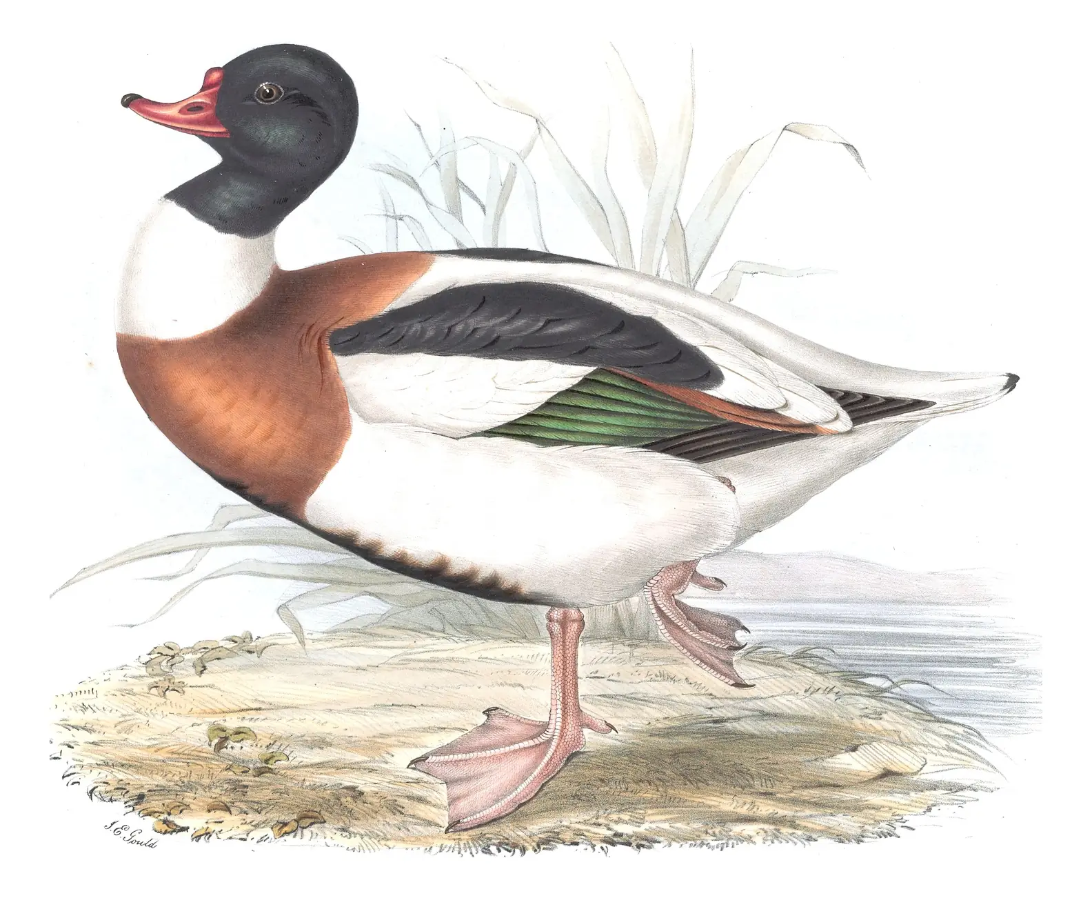 Plate 357 of Gould's The Birds of Europe: Common Shelduck (Tadorna tadorna)